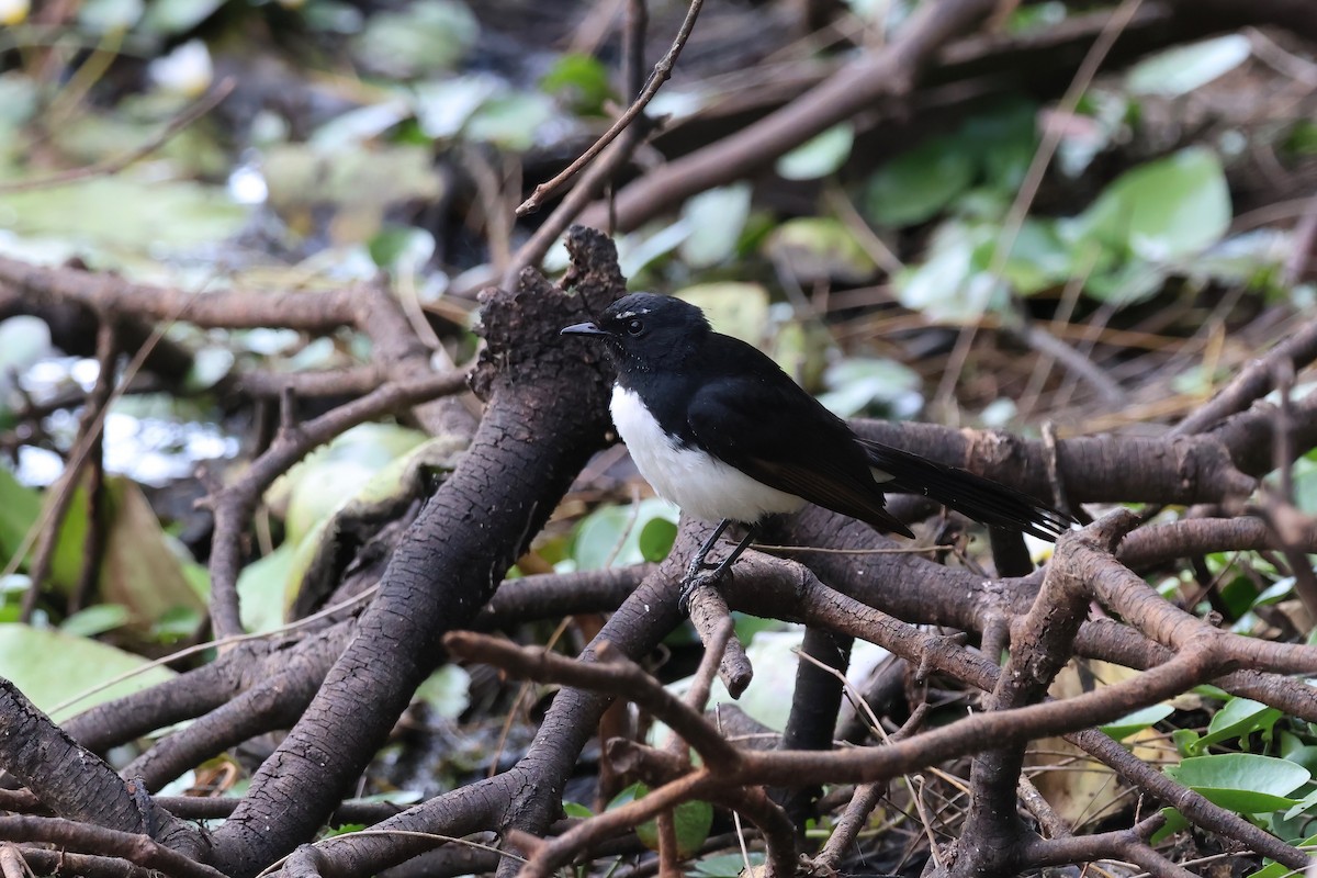 Willie-wagtail - ML644102025