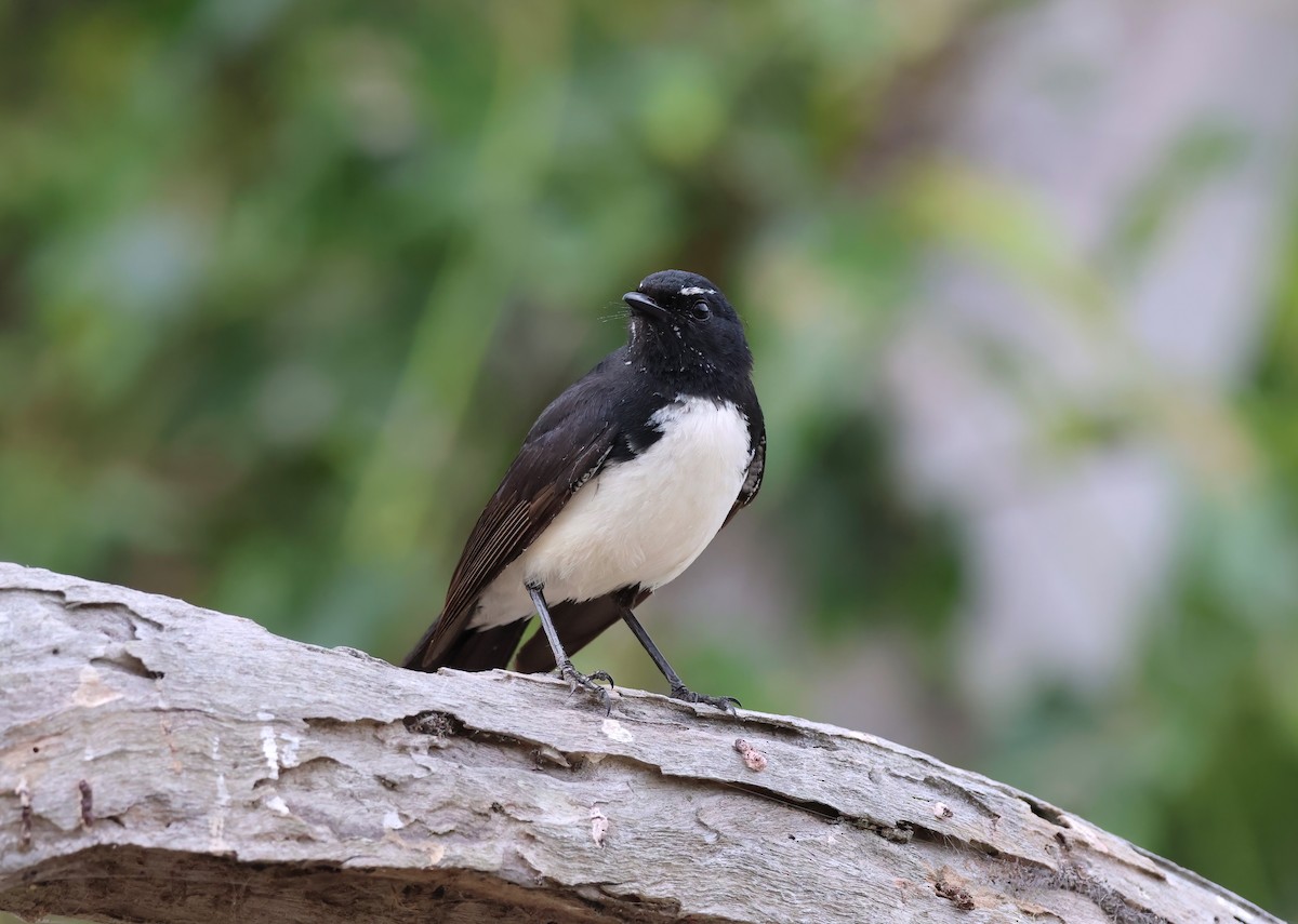 Willie-wagtail - ML644102026