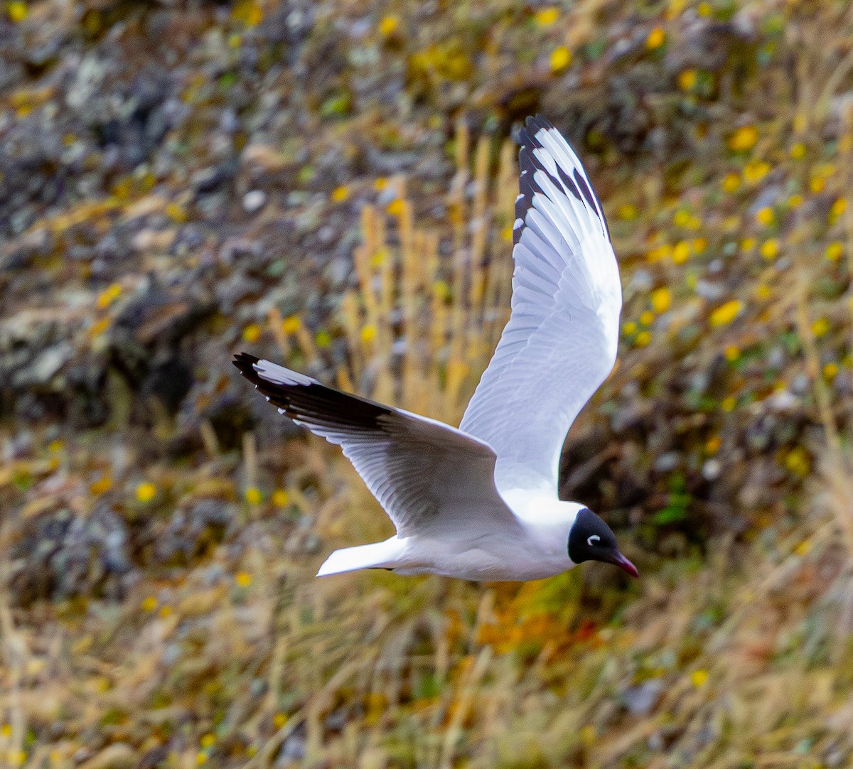 Andean Gull - ML644102061