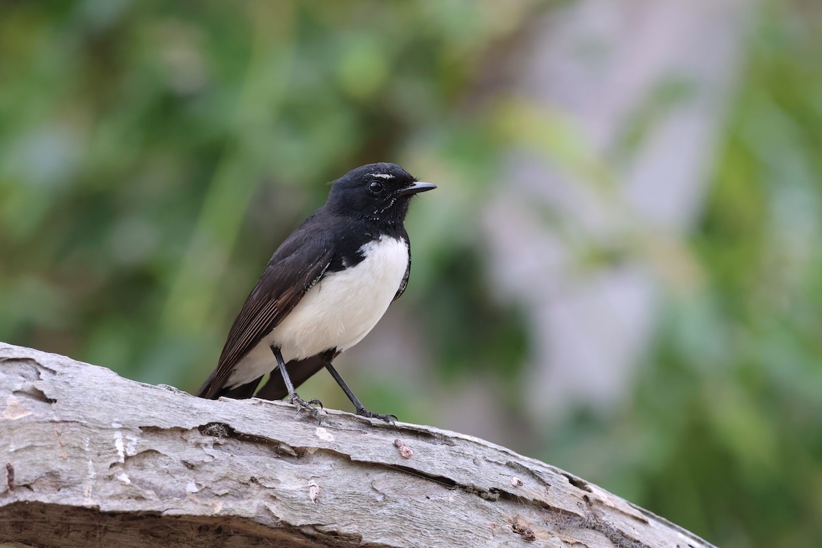 Willie-wagtail - ML644102062