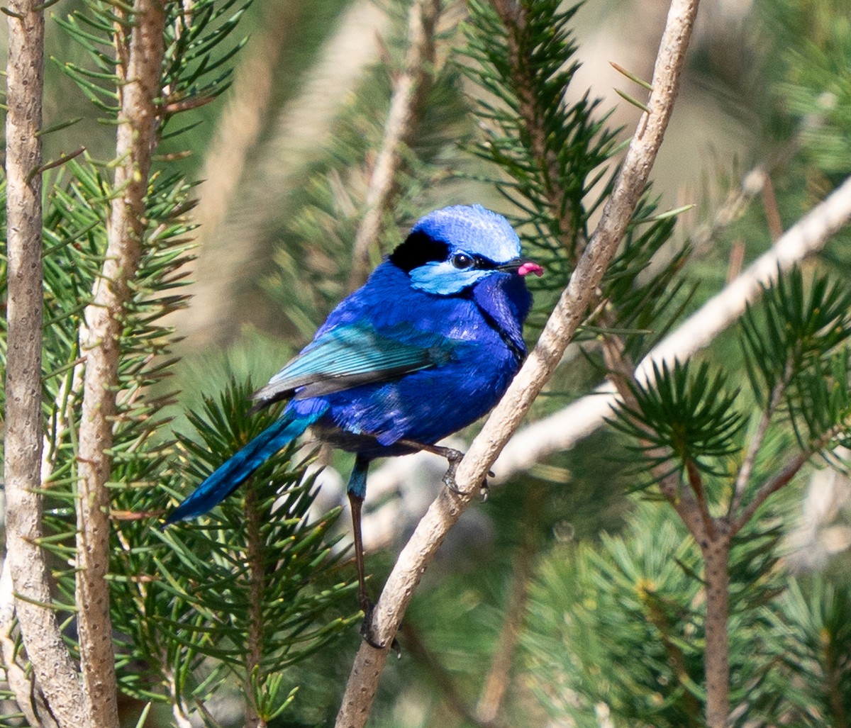 Splendid Fairywren - ML644102063