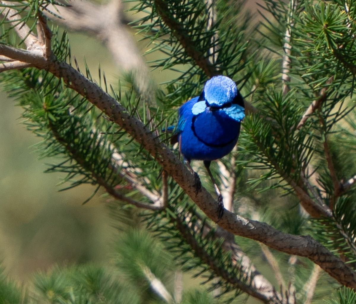 Splendid Fairywren - ML644102064