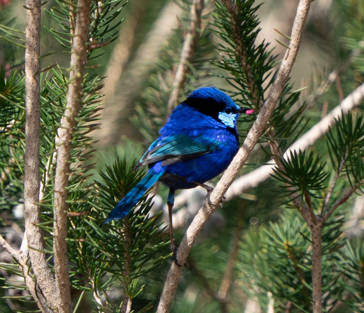 Splendid Fairywren - ML644102065