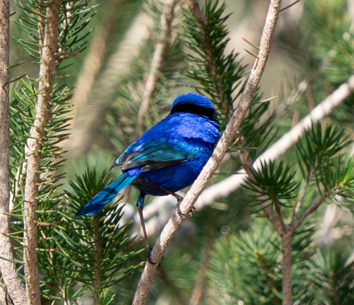 Splendid Fairywren - ML644102066