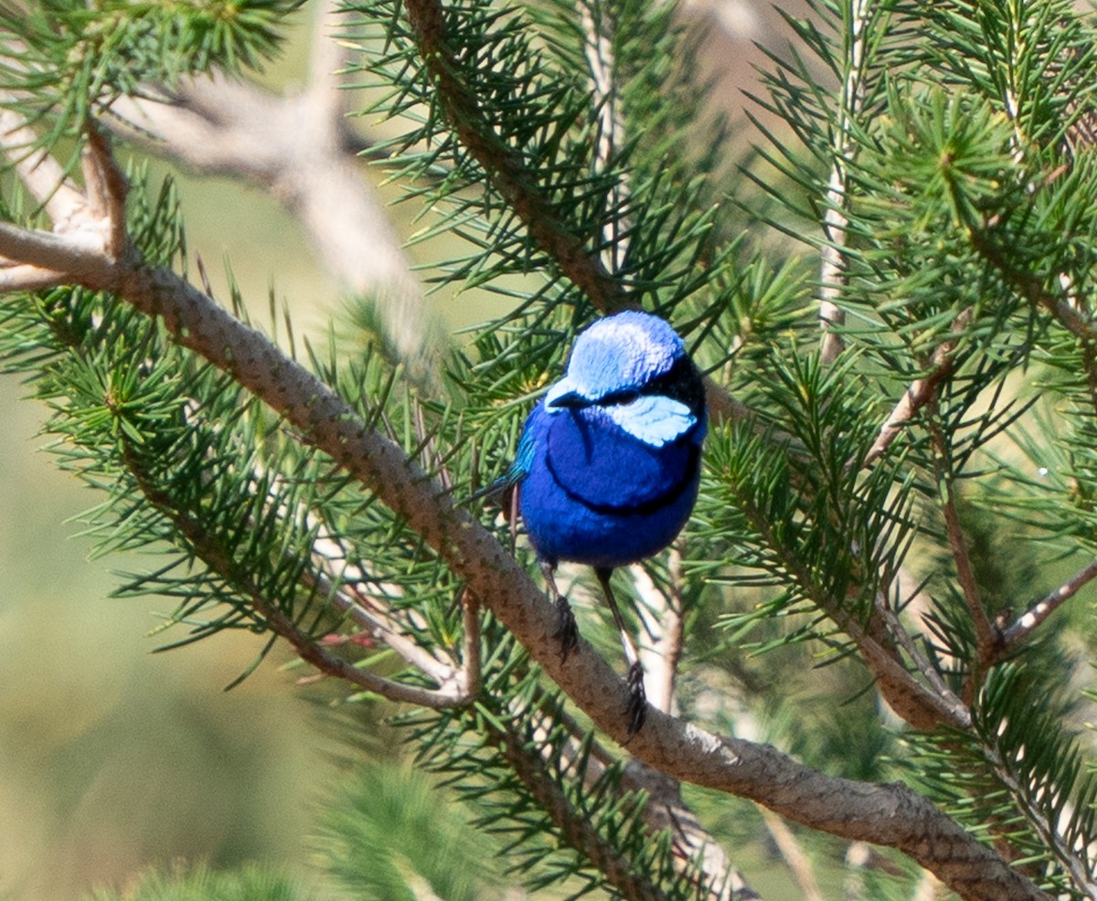Splendid Fairywren - ML644102067