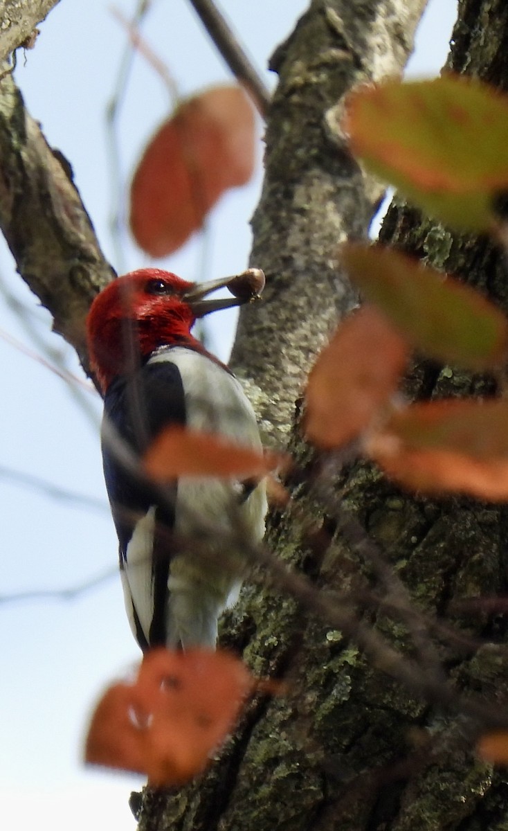 Red-headed Woodpecker - ML644102073