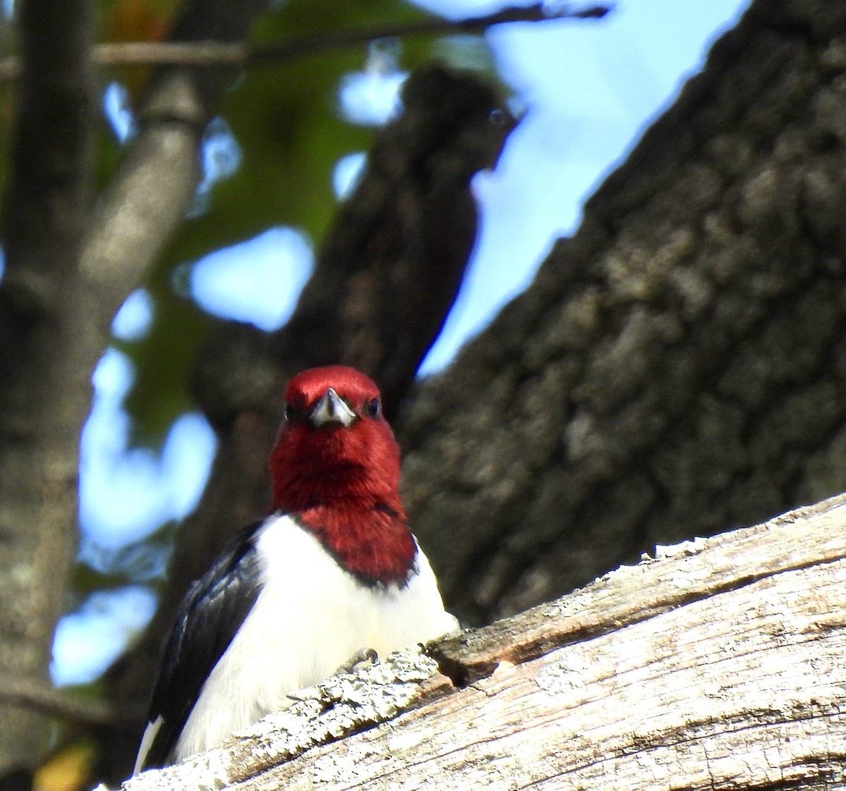 Red-headed Woodpecker - ML644102074