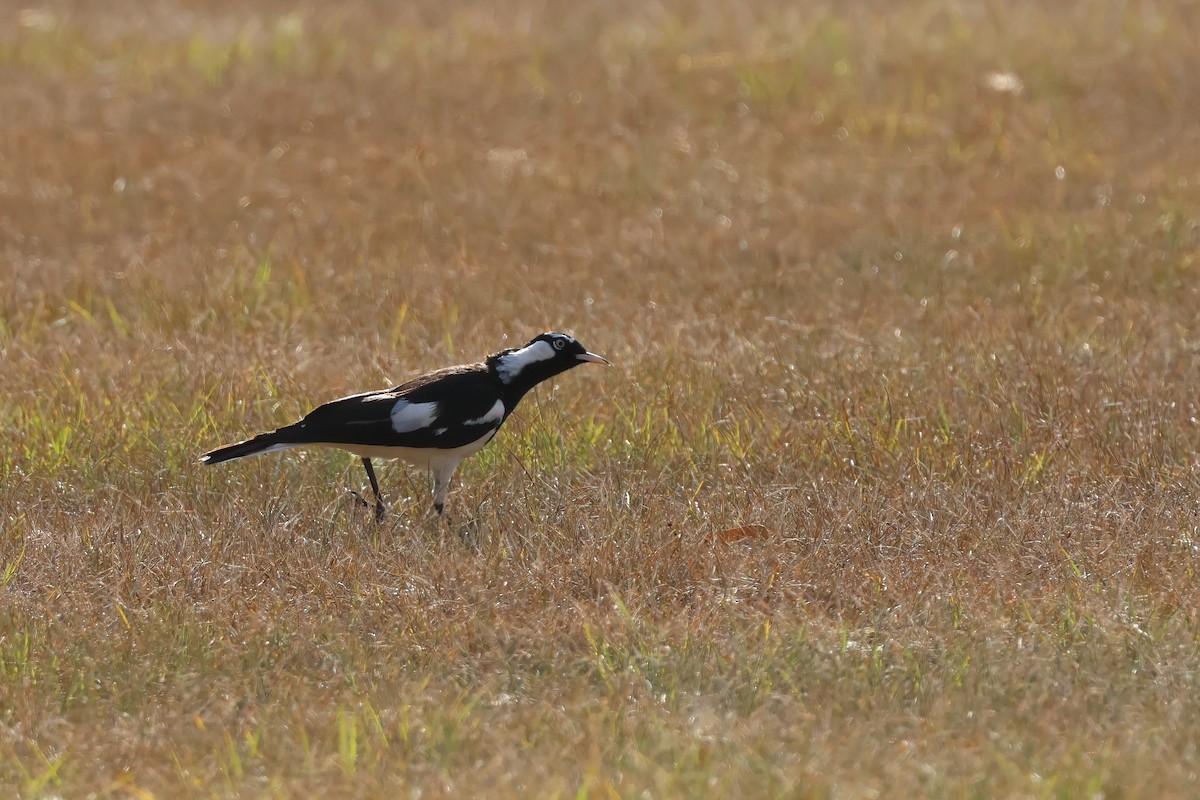 Magpie-lark - ML644102086