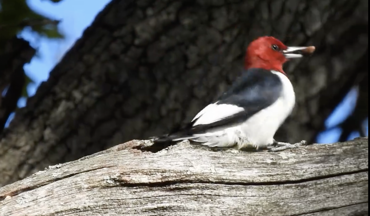 Red-headed Woodpecker - ML644102088