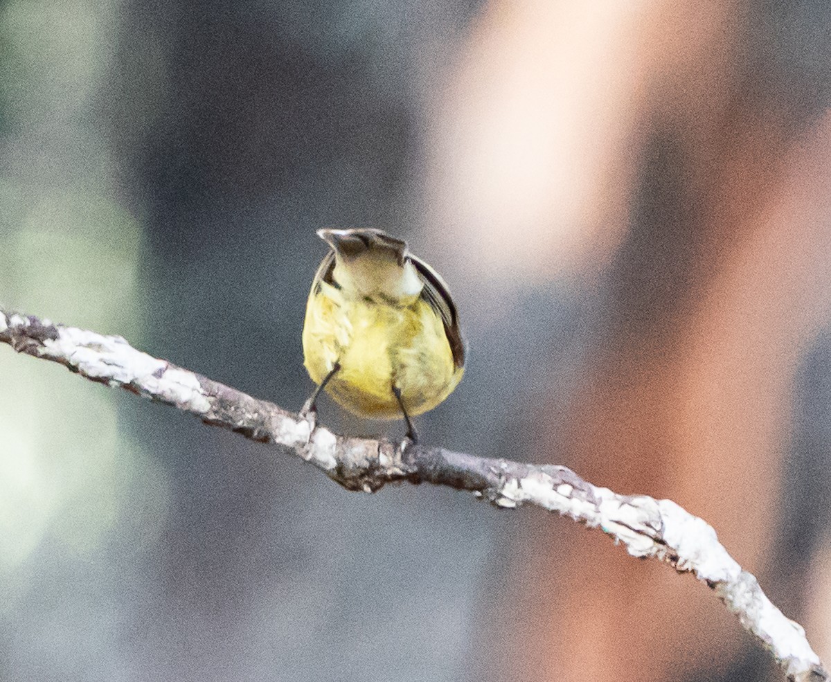 Western Yellow Robin - ML644102089