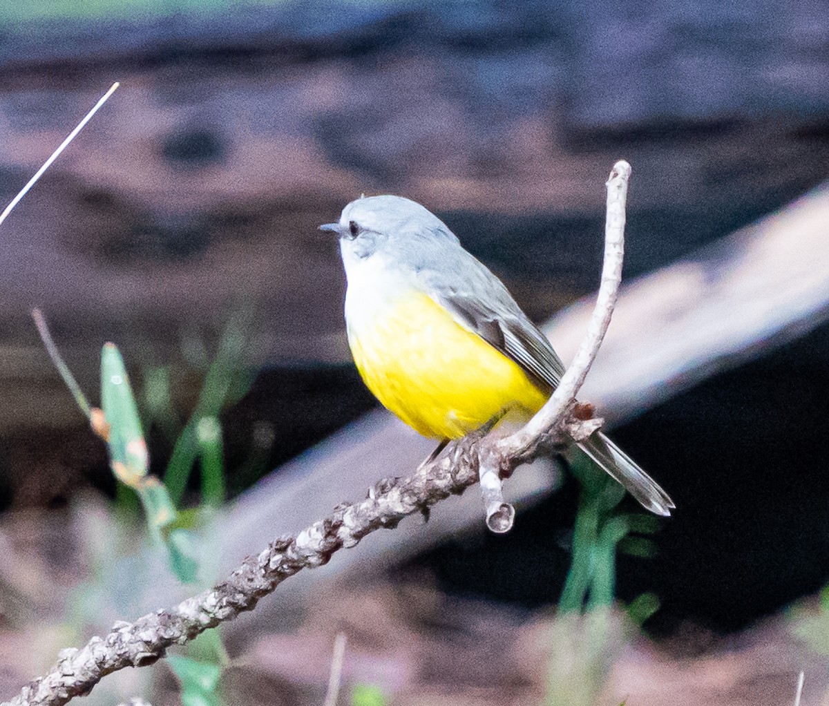 Western Yellow Robin - ML644102090