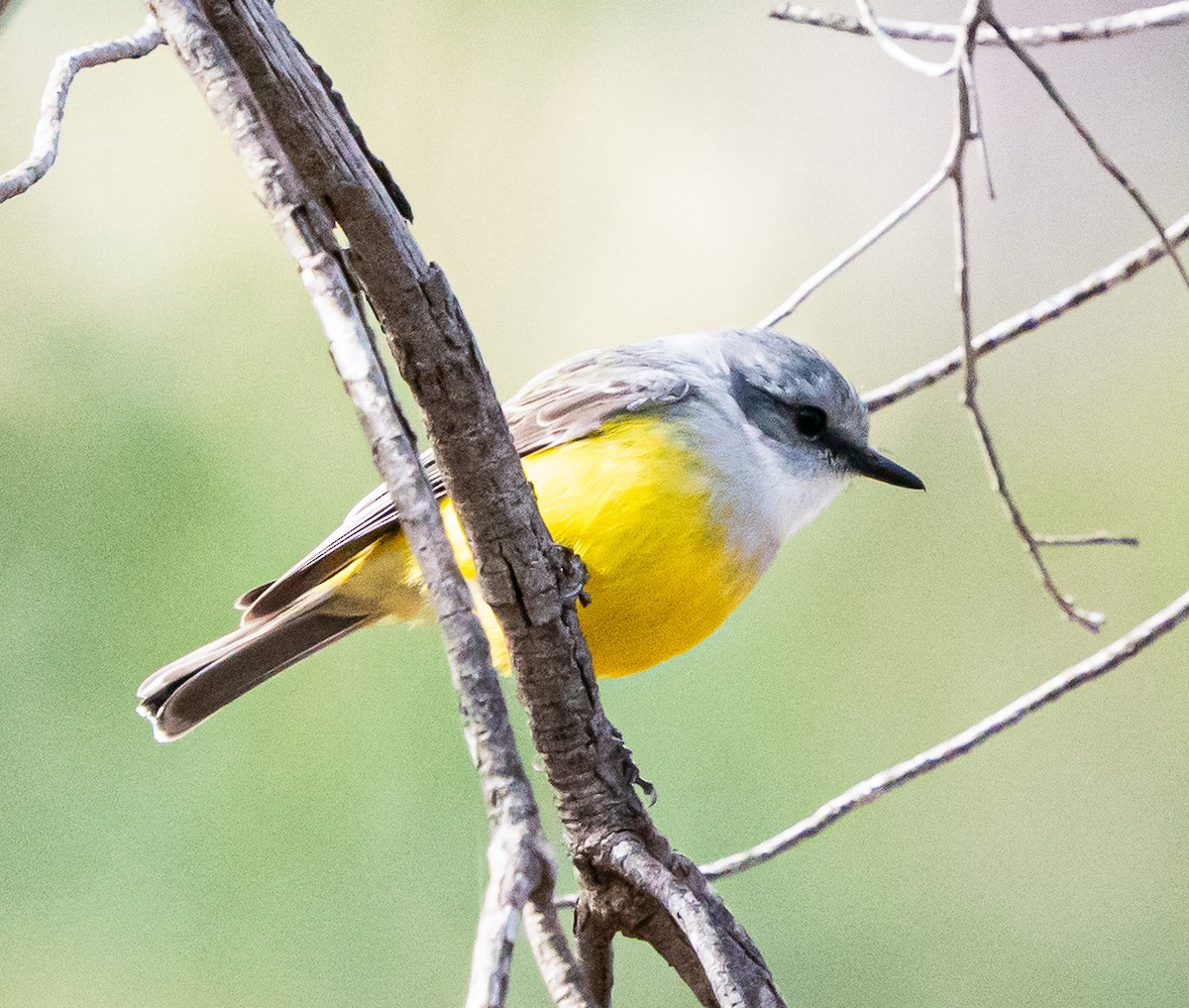 Western Yellow Robin - ML644102091