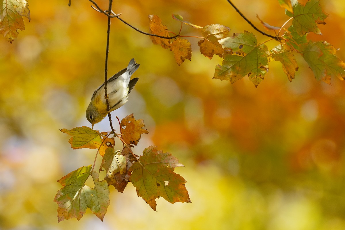 Northern Parula - ML644102098