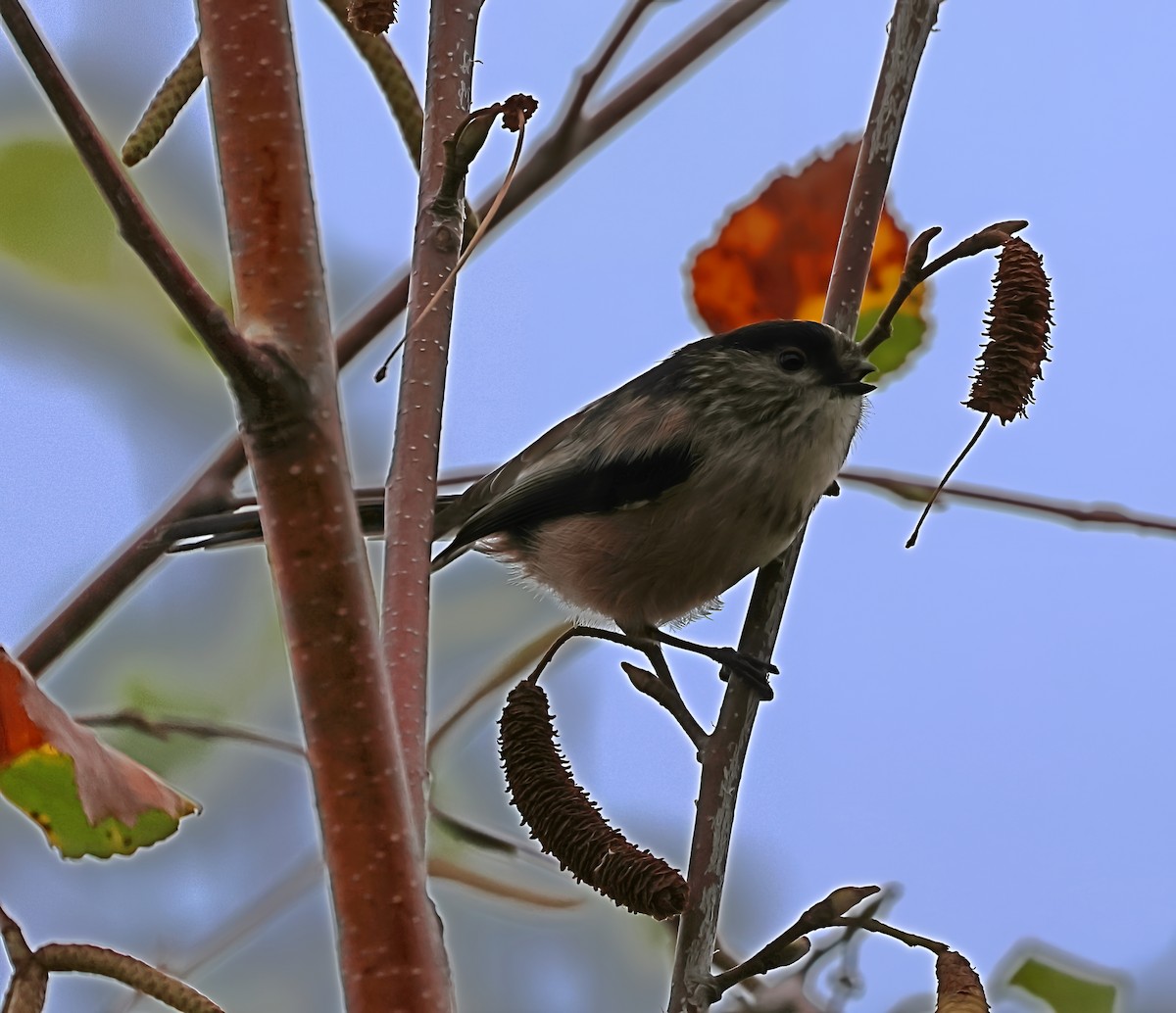 Long-tailed Tit - ML644102099