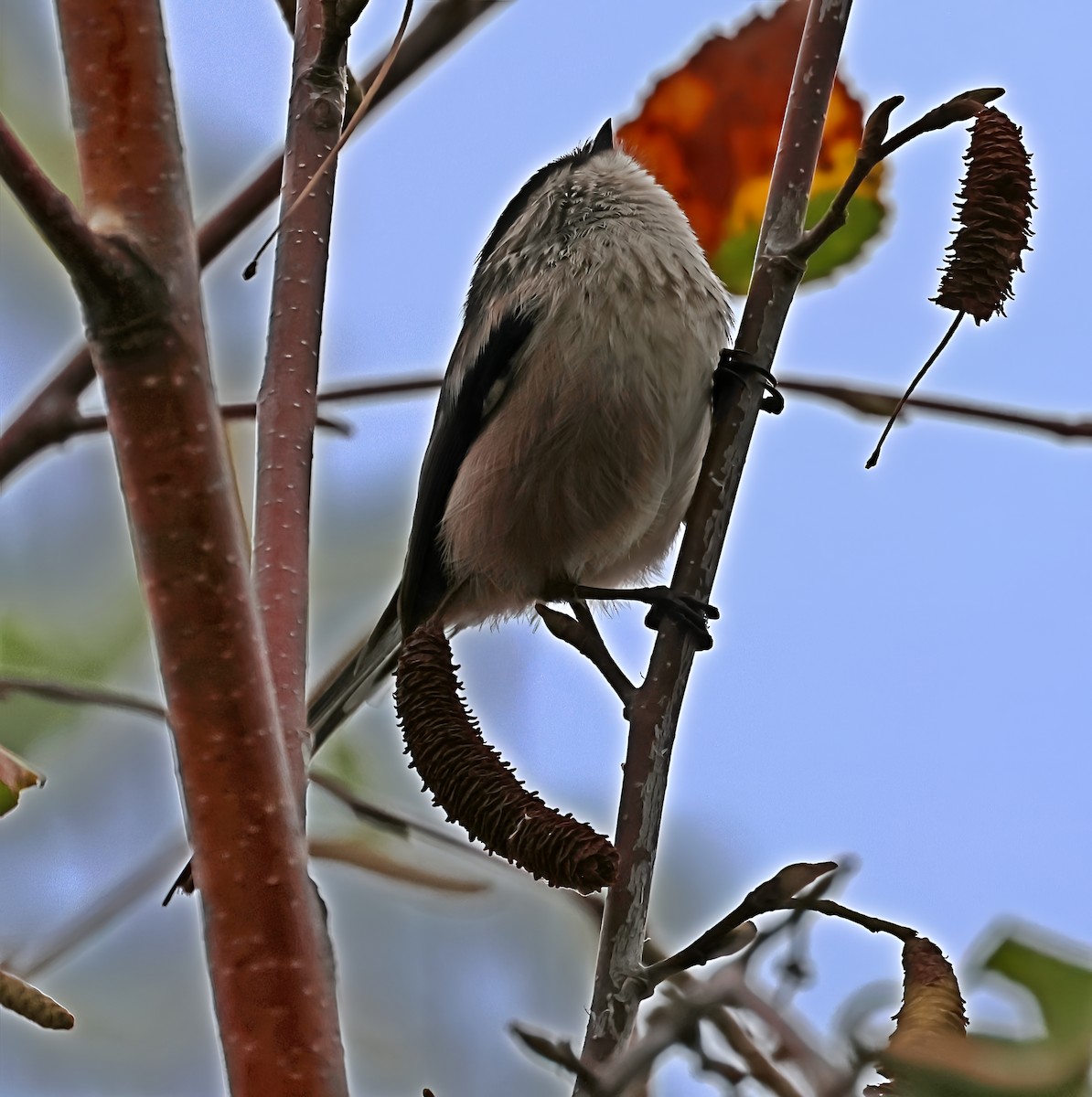 Long-tailed Tit - ML644102100