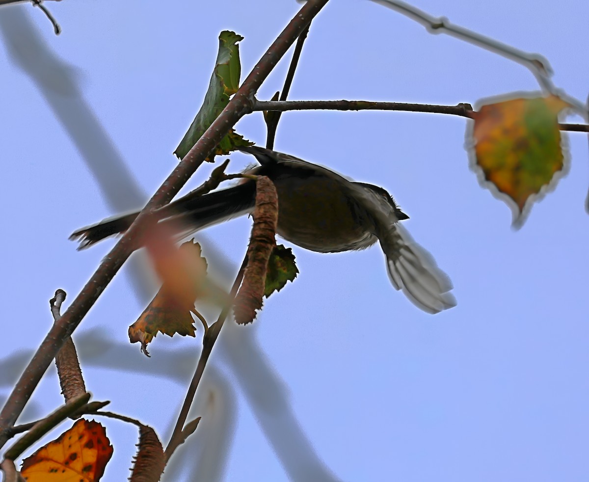Long-tailed Tit - ML644102101