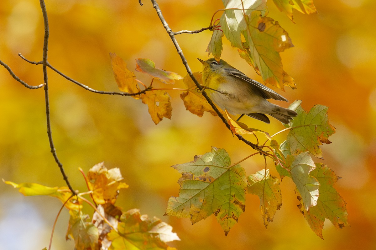 Northern Parula - ML644102111