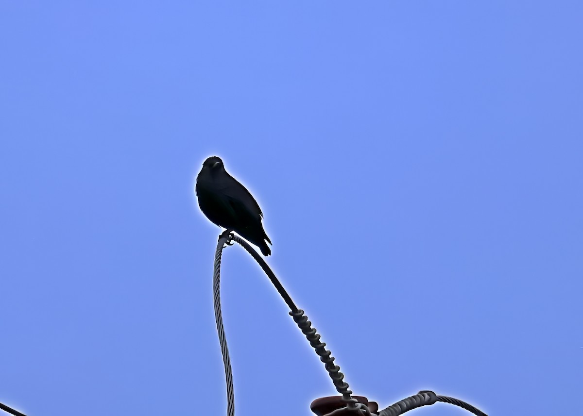 זרזיר שחור - ML644102112