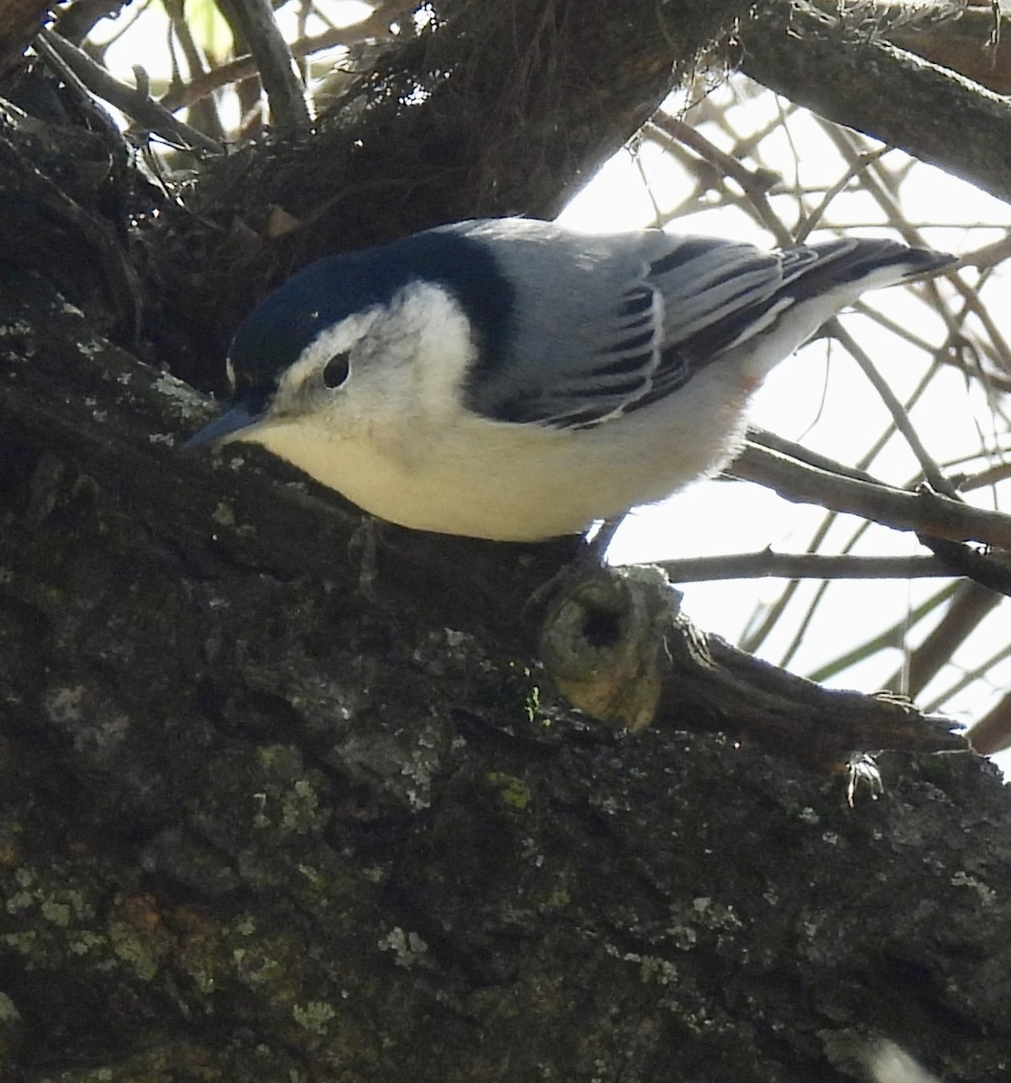White-breasted Nuthatch - ML644102117