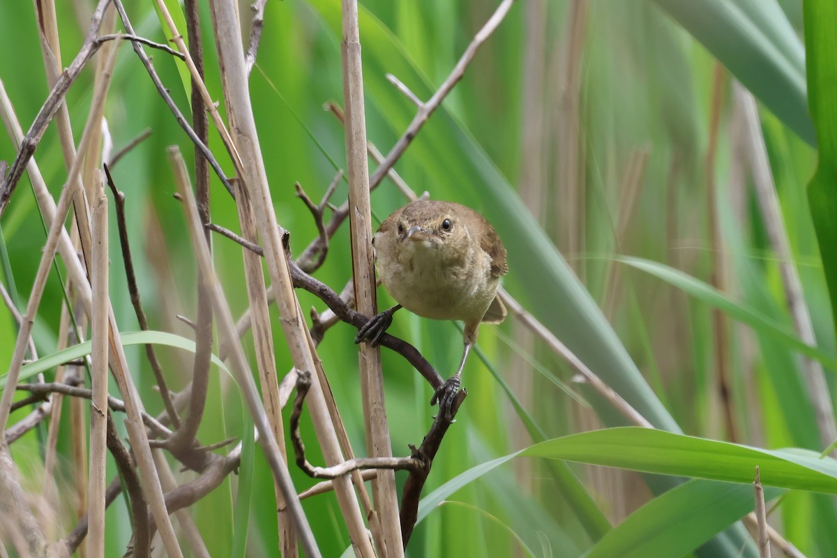 Australian Reed Warbler - ML644102121