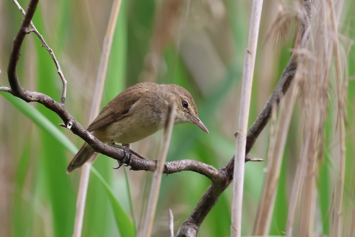 Australian Reed Warbler - ML644102123