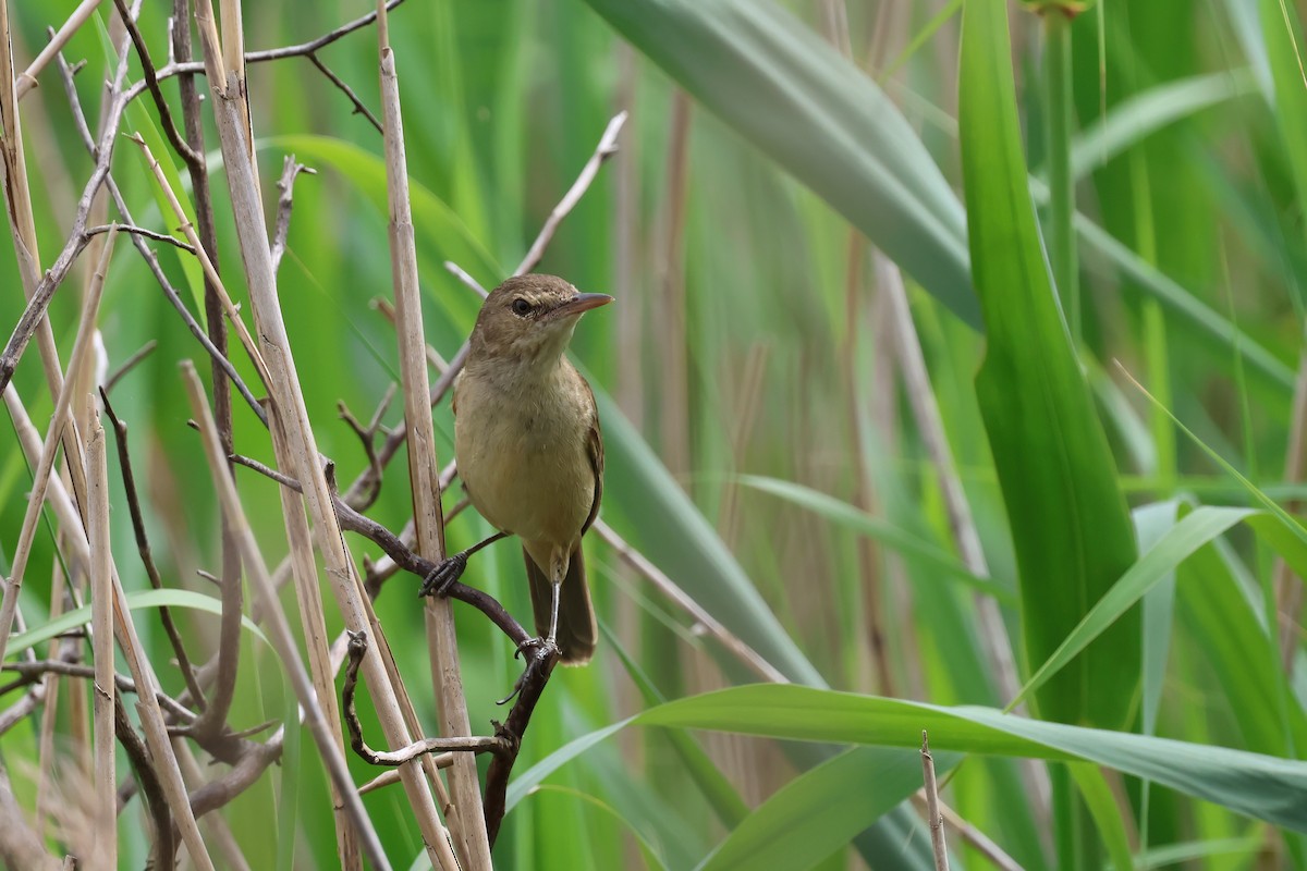 Australian Reed Warbler - ML644102124
