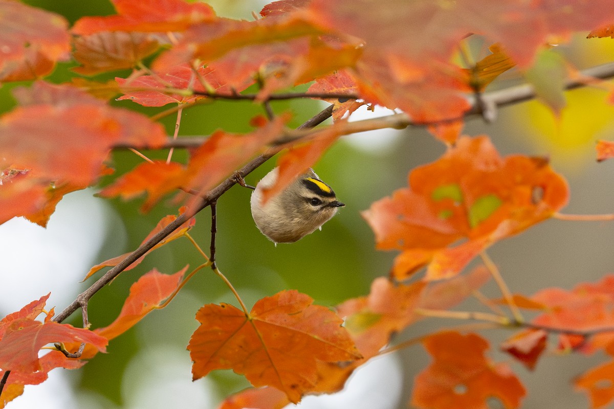 Golden-crowned Kinglet - ML644102133