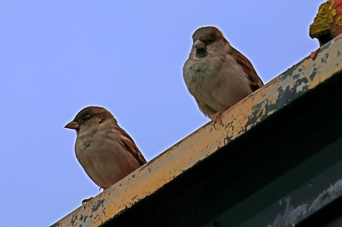 House Sparrow - ML644102134