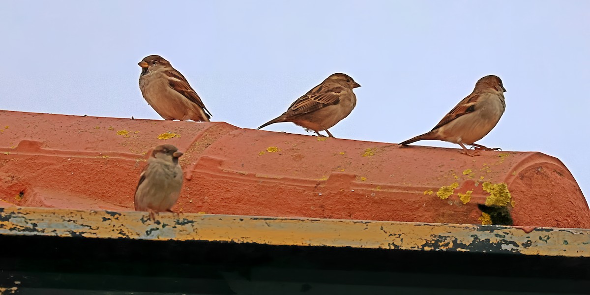 House Sparrow - ML644102135