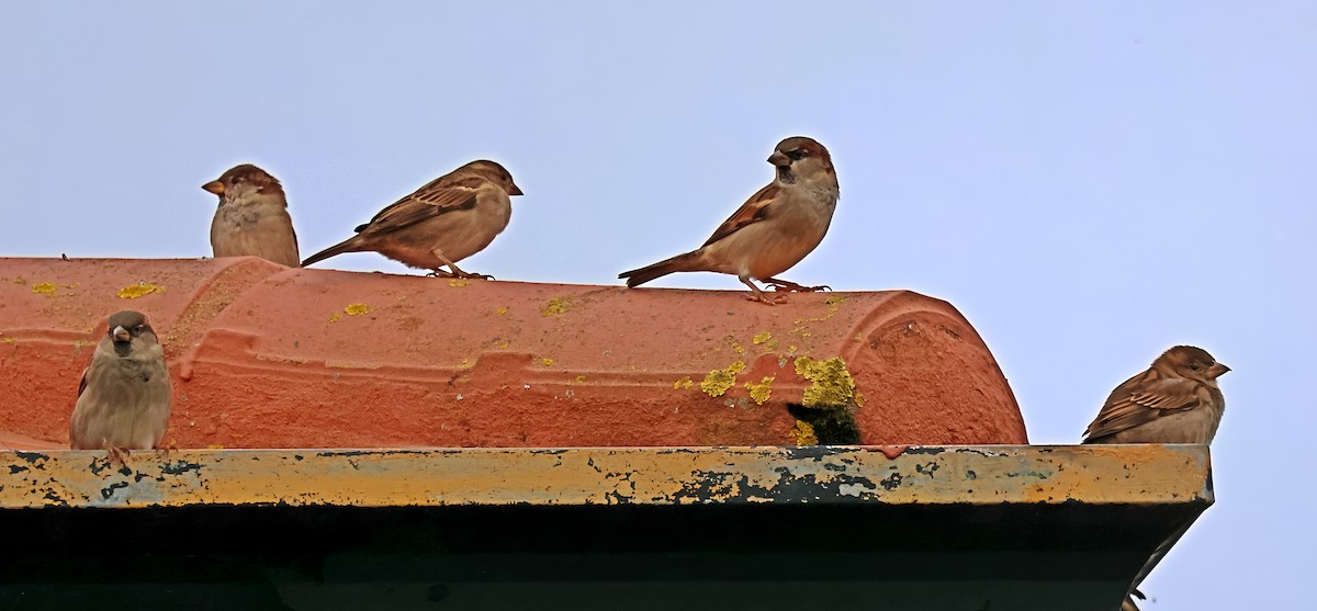 House Sparrow - ML644102136