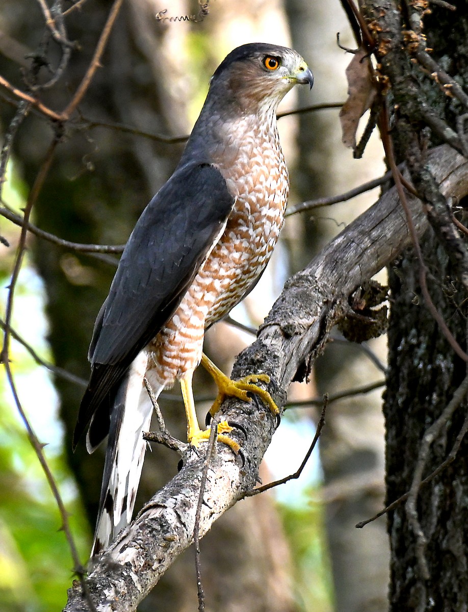 Cooper's Hawk - ML644102144