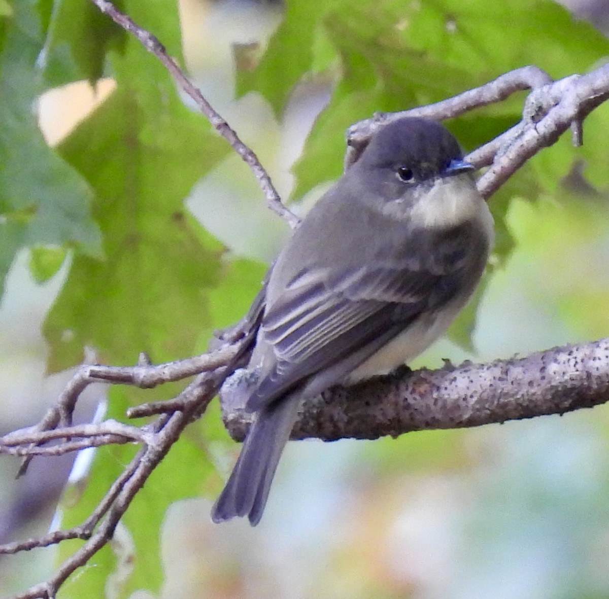 Eastern Phoebe - ML644102147