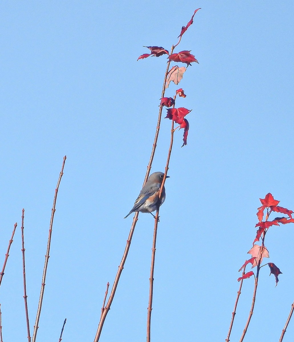 Eastern Bluebird - ML644102159
