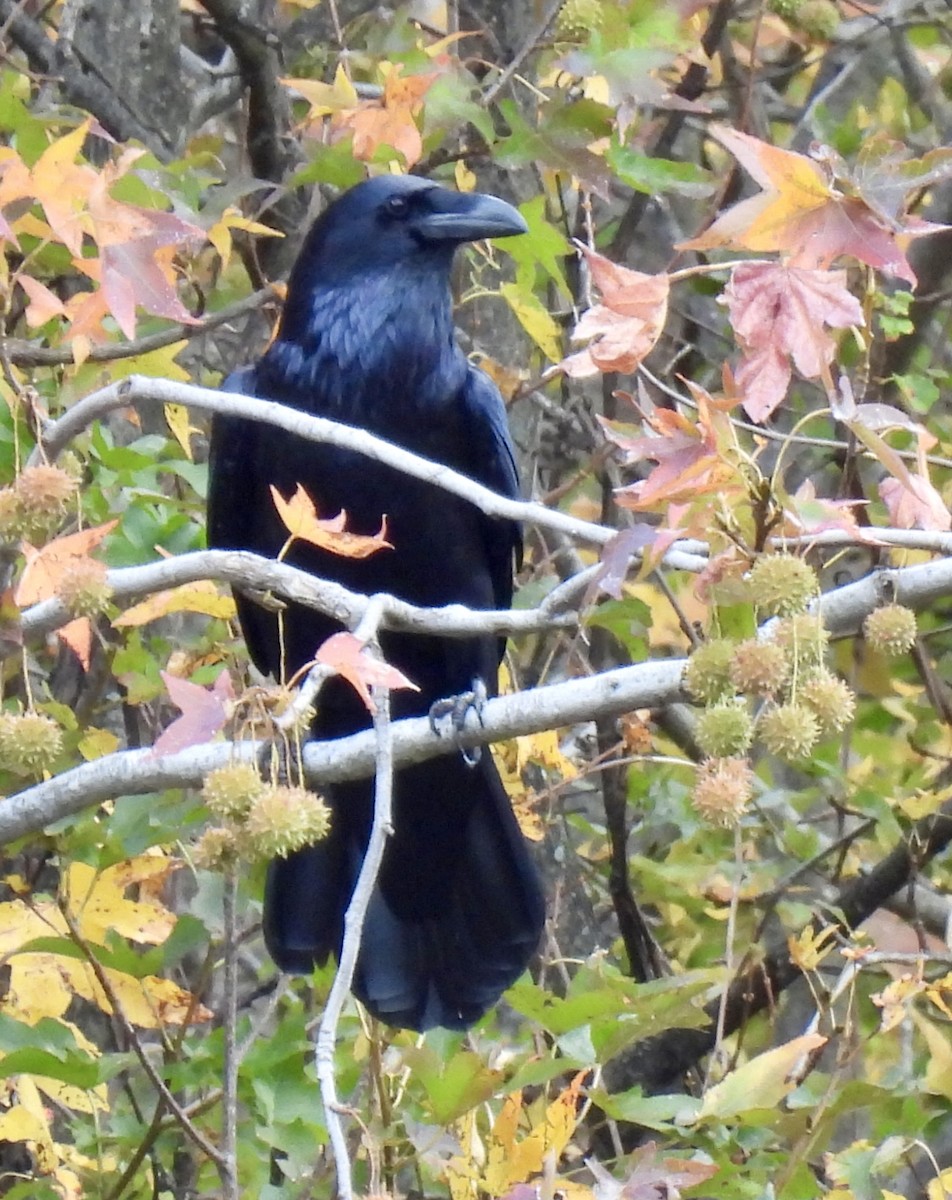 Common Raven - ML644102161