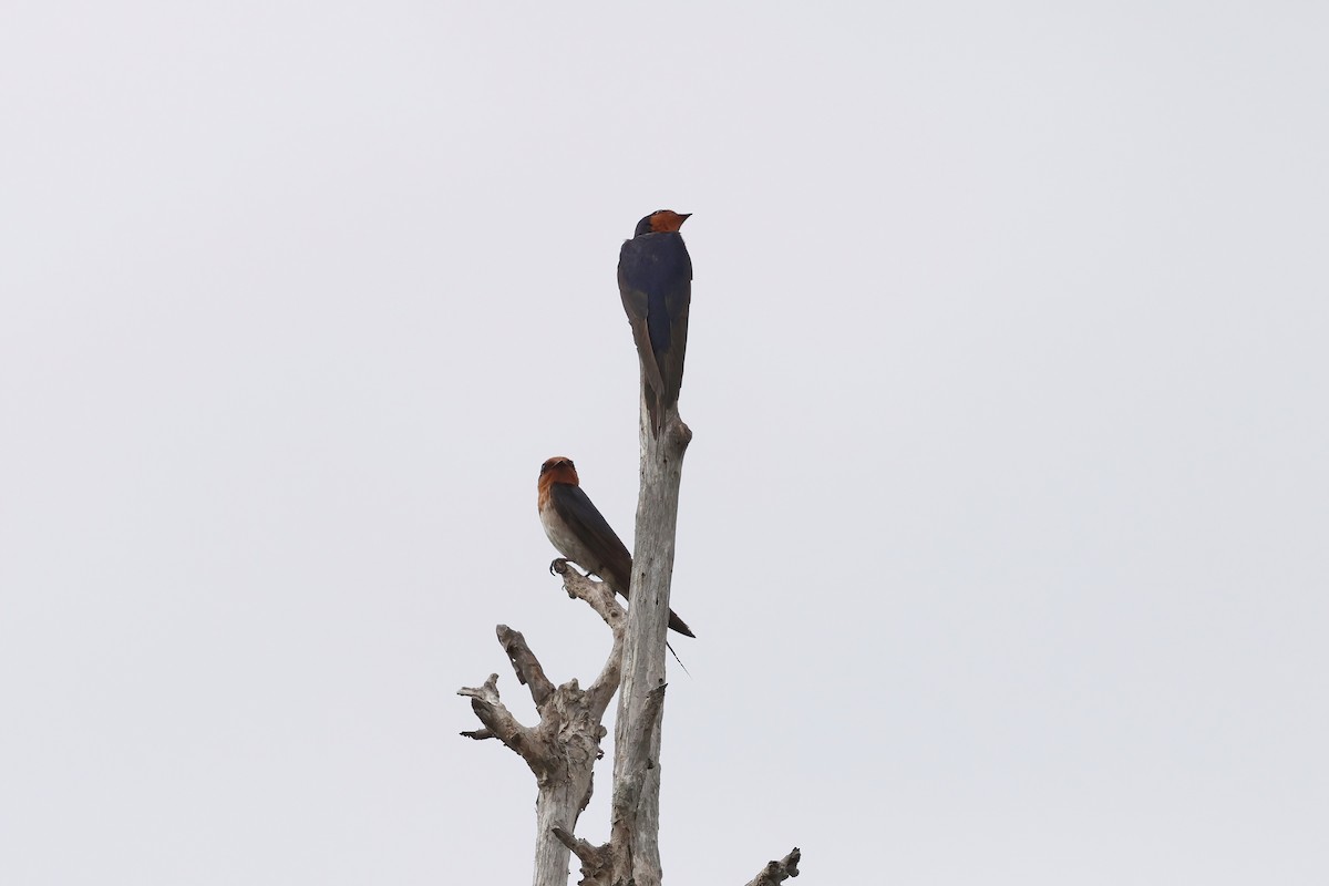 Welcome Swallow - ML644102162