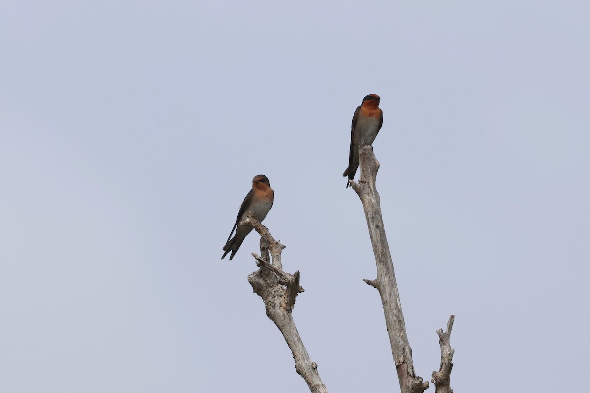Welcome Swallow - ML644102163