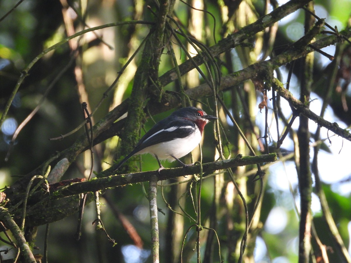 Brown-throated Wattle-eye - ML644102164