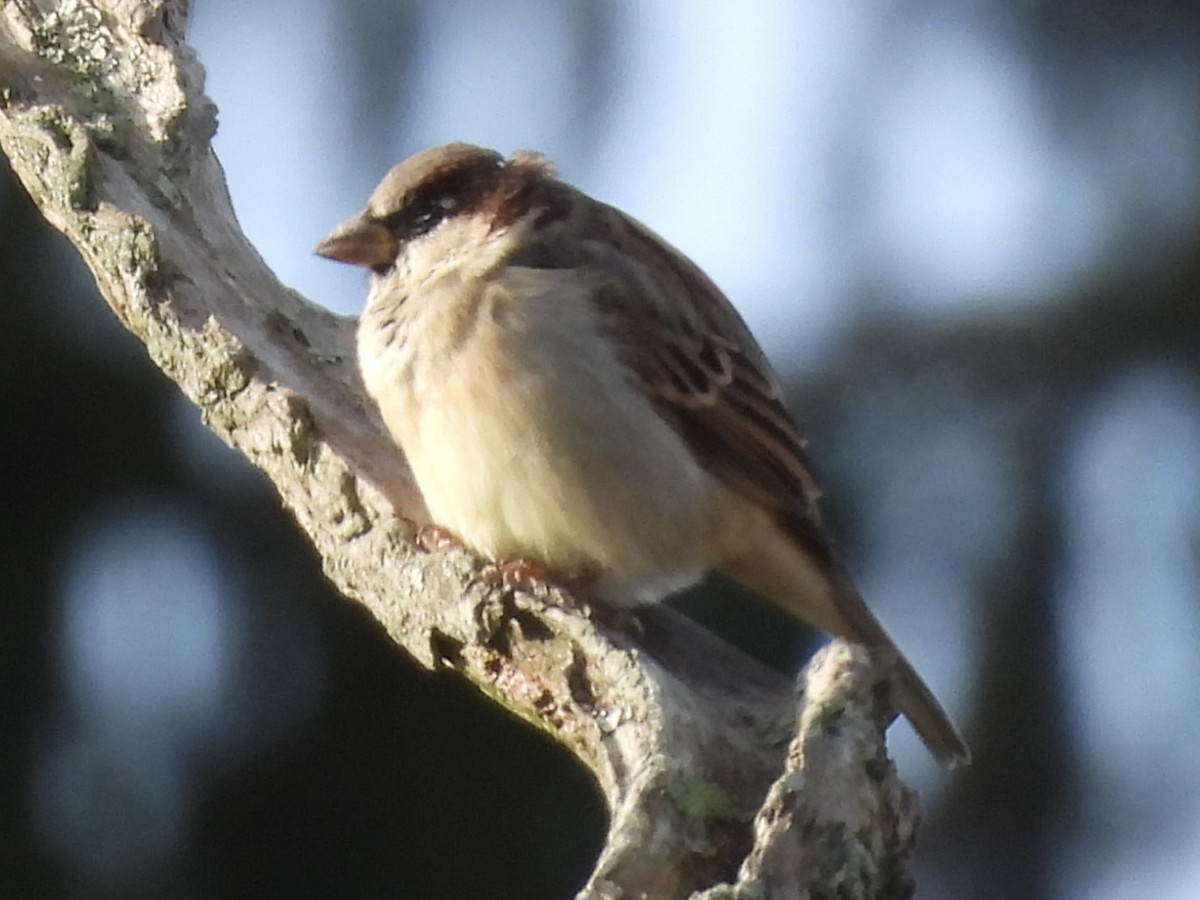 House Sparrow - ML644102169
