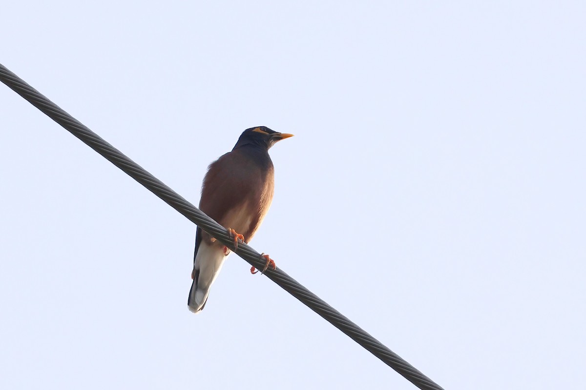 Common Myna - ML644102170