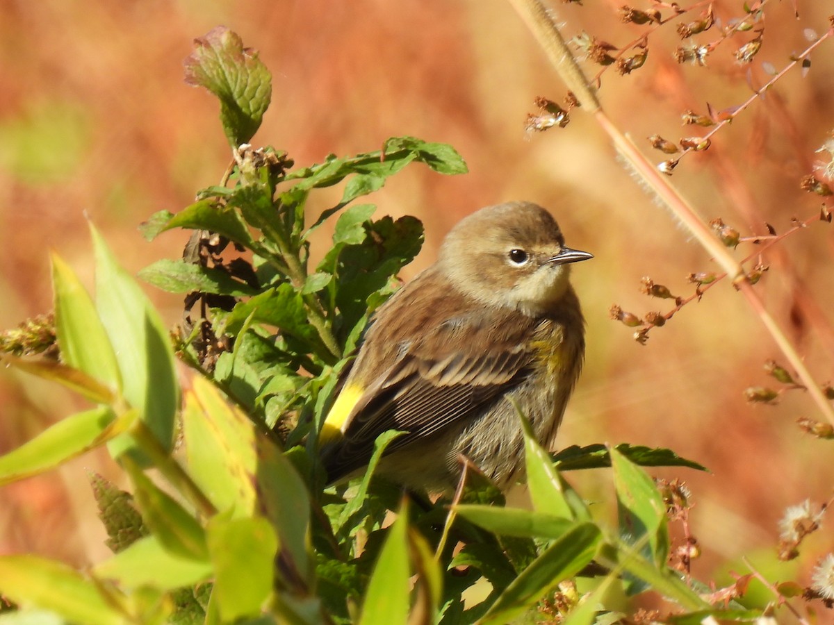 Yellow-rumped Warbler - ML644102199