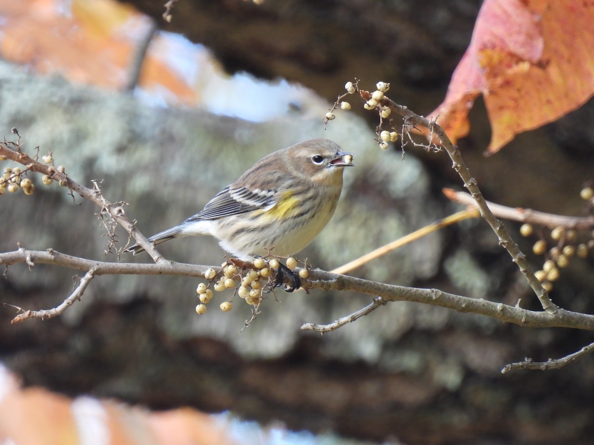 Yellow-rumped Warbler - ML644102200
