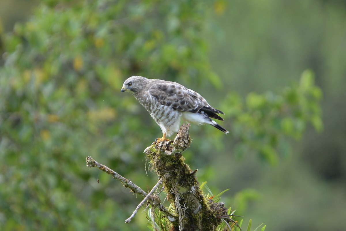 bredvingevåk - ML644102231