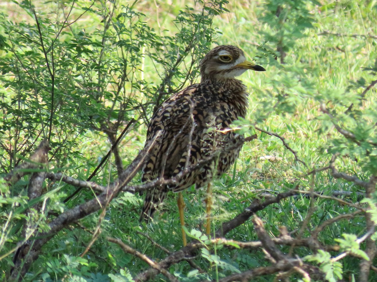 Spotted Thick-knee - ML644102234