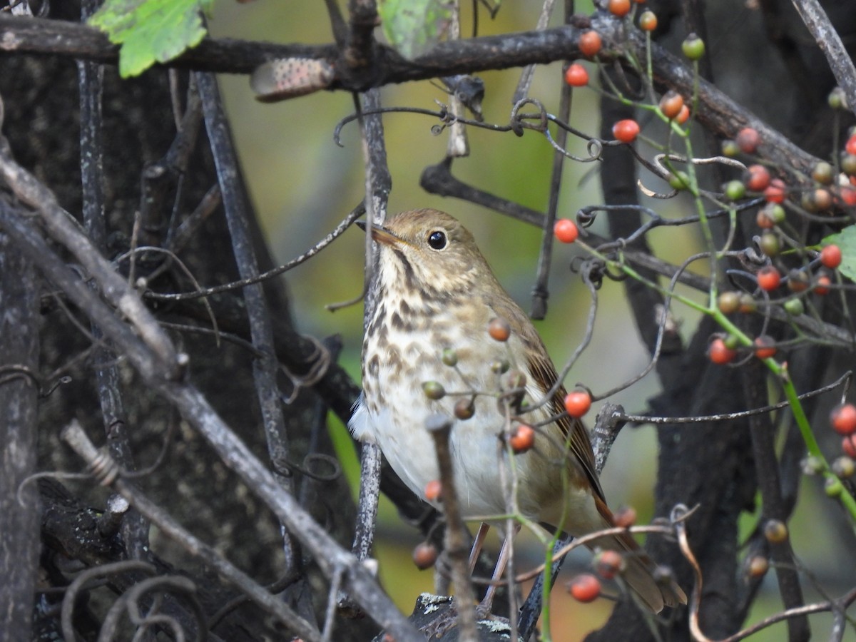 Hermit Thrush - ML644102235