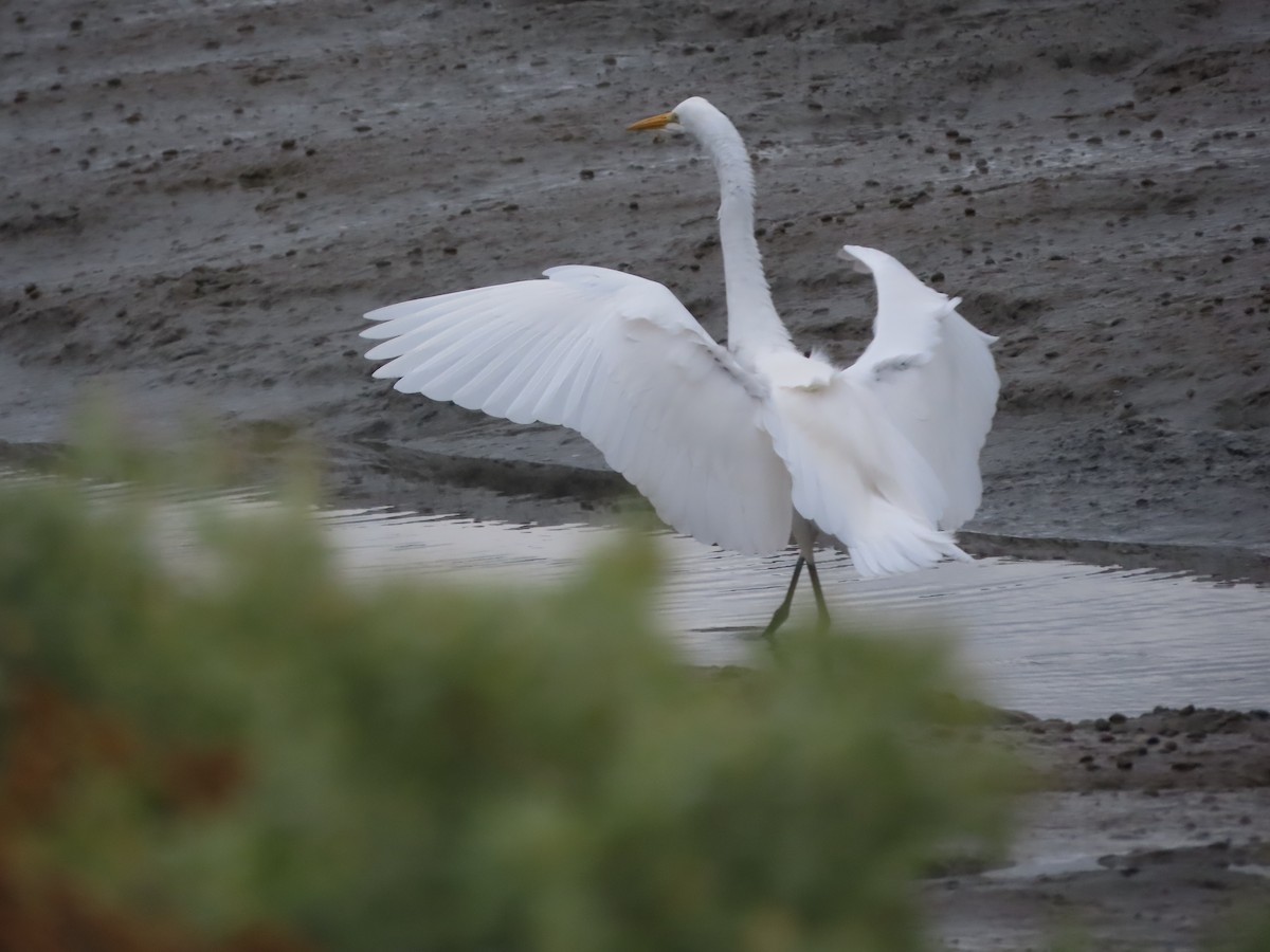 Great Egret - ML644102244