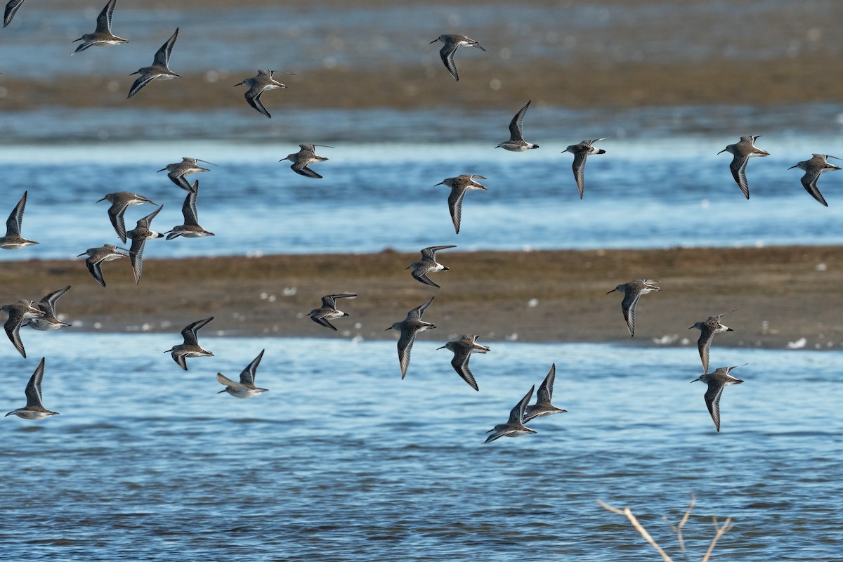 bonapartesnipe - ML644102249