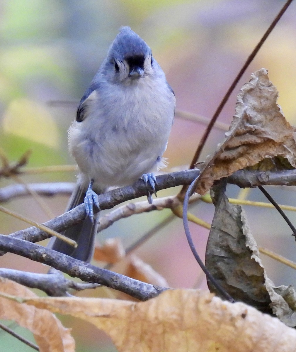 Tufted Titmouse - ML644102264