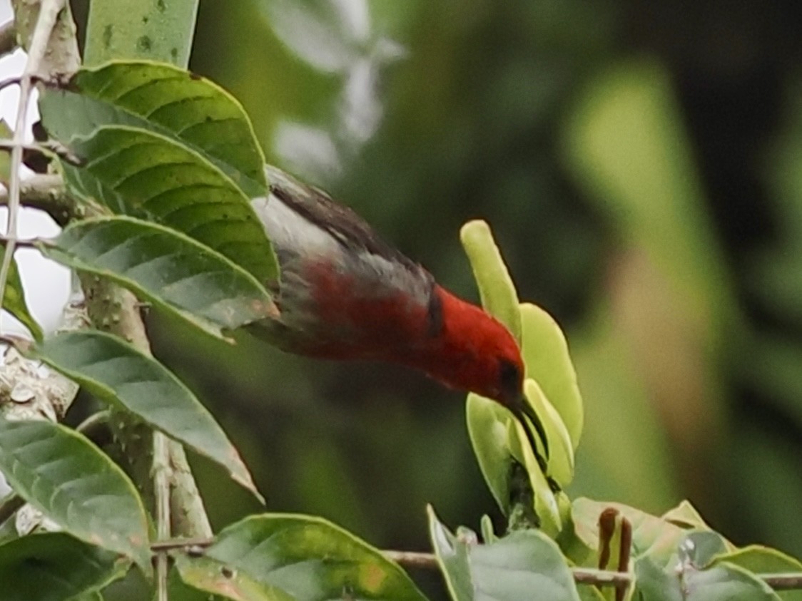 Sulawesi Myzomela - ML644102268