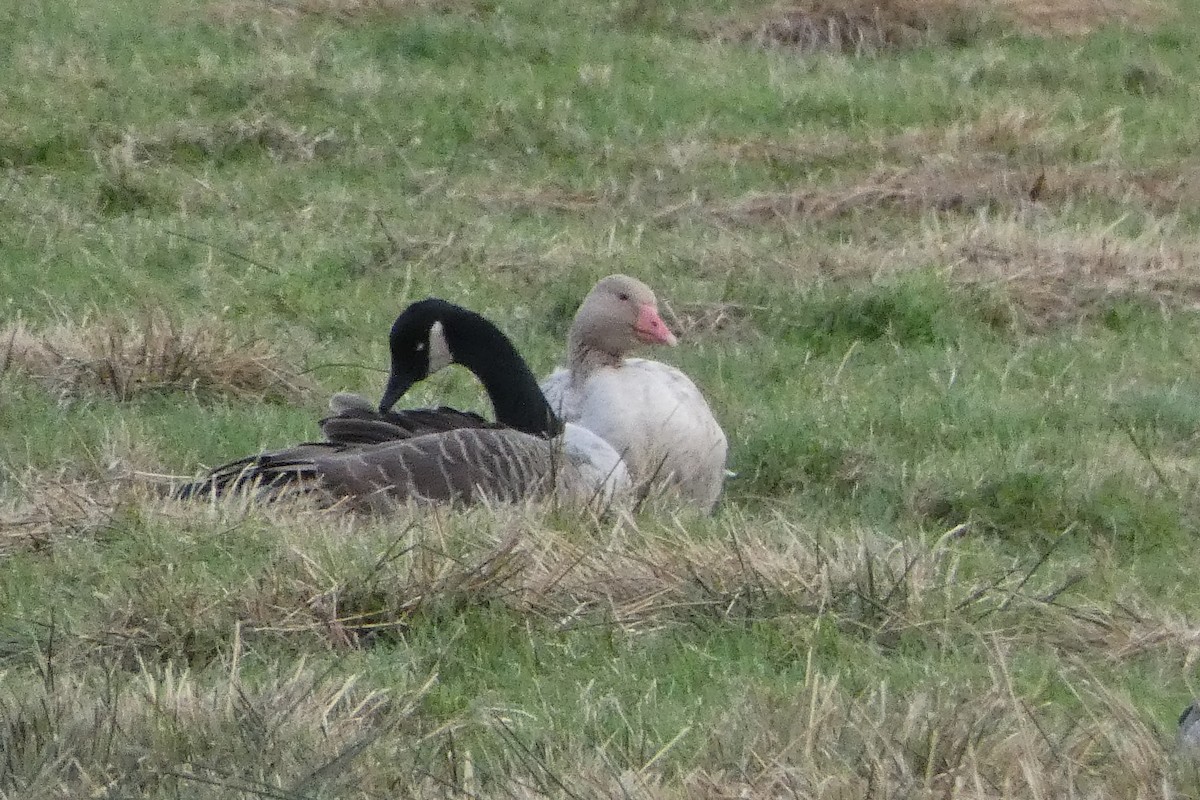 Graylag Goose (Domestic type) - ML644102270