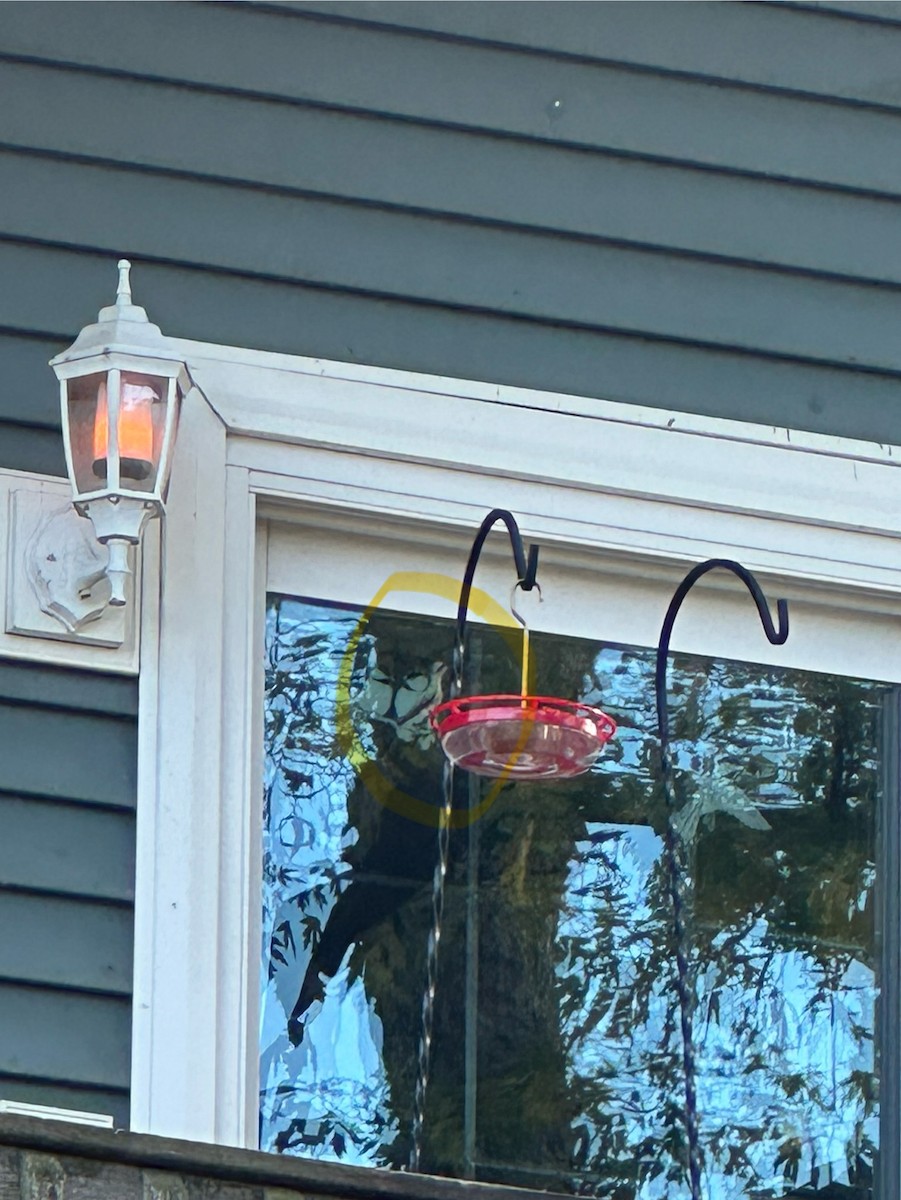 Broad-billed Hummingbird - ML644102276